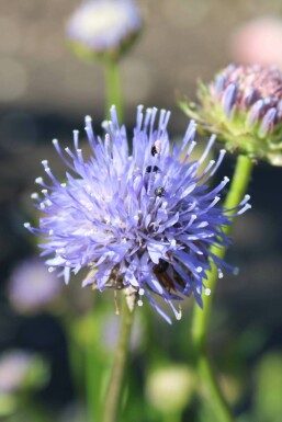 Zandblauwtje Jasione laevis 'Blaulicht' 5-10 Pot P9 Jasione laevis 'Blaulicht'