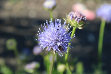 Zandblauwtje Jasione laevis 'Blaulicht' 5-10 Pot P9 Jasione laevis 'Blaulicht'