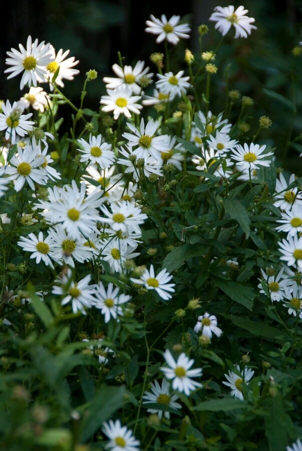 Zomeraster Kalimeris incisa 'Alba' 5-10 Pot P9 Kalimeris incisa 'Alba'