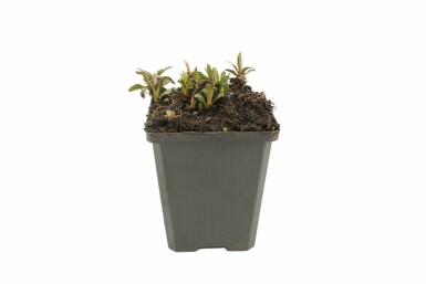 Zomeraster Kalimeris incisa 'Nana Blue' 5-10 Pot P9 Kalimeris incisa 'Nana Blue'