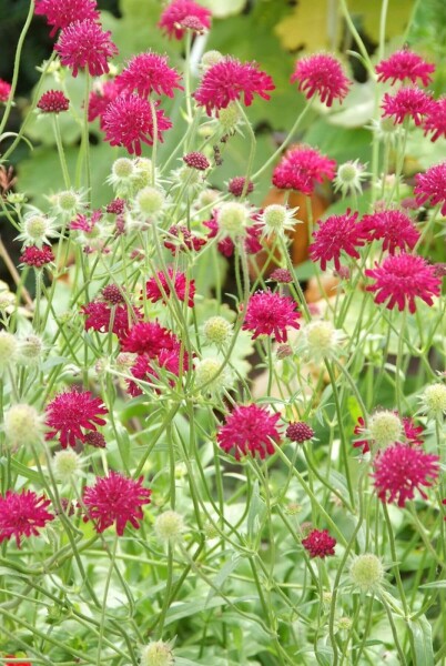 Beemdkroon Knautia macedonica 5-10 Pot P9 Knautia macedonica