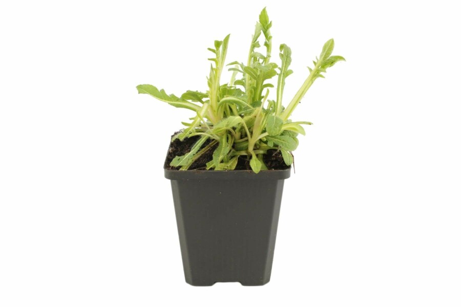 Beemdkroon Knautia macedonica 5-10 Pot P9 Knautia macedonica