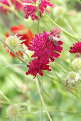 Beemdkroon Knautia macedonica 5-10 Pot P9