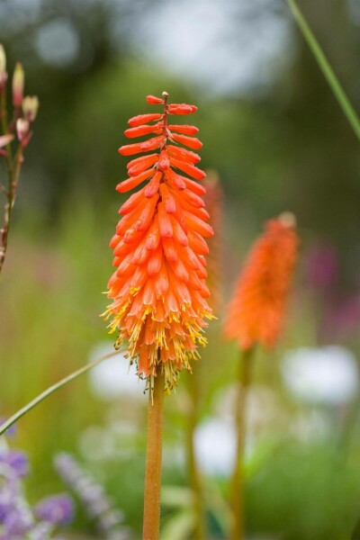 Vuurpijl Kniphofia 'Alcazar' 5-10 Pot P9 Kniphofia 'Alcazar'