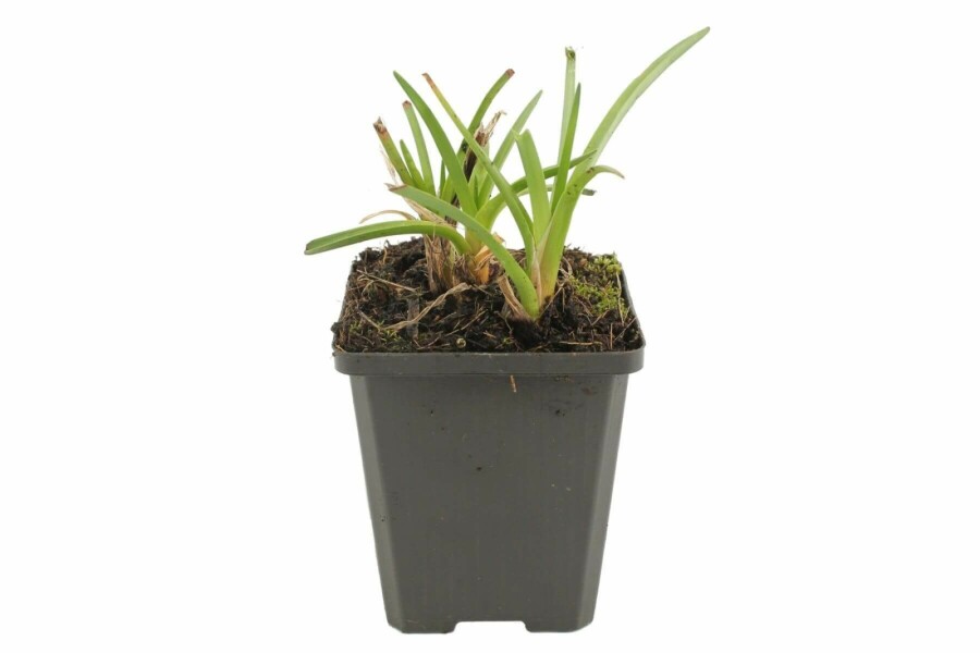 Vuurpijl Kniphofia 'Alcazar' 5-10 Pot P9 Kniphofia 'Alcazar'