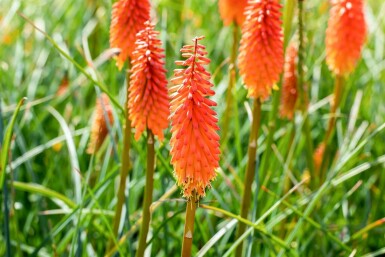 Vuurpijl Kniphofia 'Alcazar' 5-10 Pot P9 Kniphofia 'Alcazar'