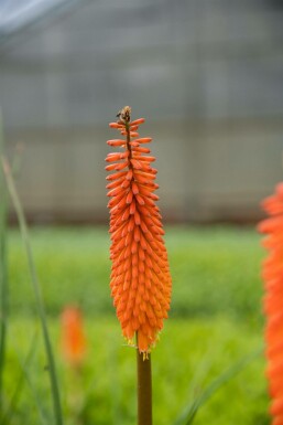 Vuurpijl Kniphofia 'Alcazar' 5-10 Pot P9 Kniphofia 'Alcazar'