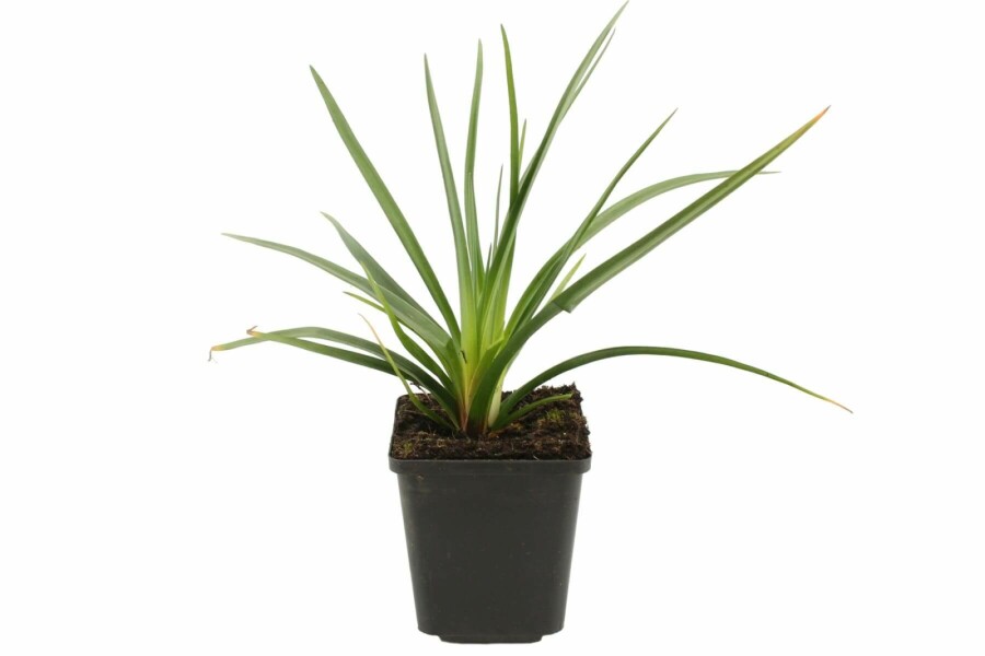 Vuurpijl Kniphofia uvaria 'Royal Castle' 5-10 Pot P9 Kniphofia uvaria 'Royal Castle'