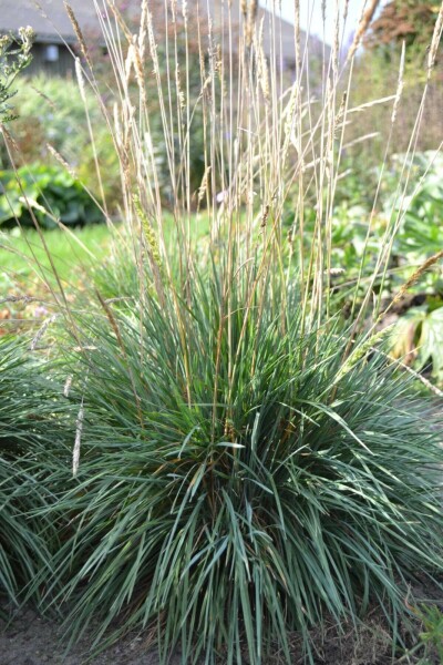 Fakkelgras Koeleria glauca 5-10 Pot P9 Koeleria glauca