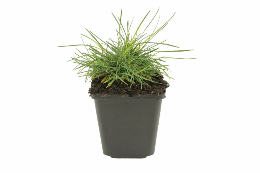Fakkelgras Koeleria glauca 5-10 Pot P9 Koeleria glauca