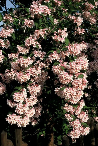 Kolkwitzia amabilis 'Pink Cloud' C3 30-40