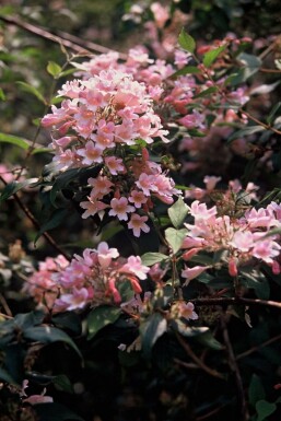Kolkwitzia amabilis 'Pink Cloud' C3 30-40