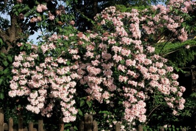 Kolkwitzia amabilis 'Pink Cloud' C3 30-40