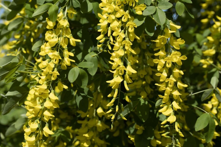 Gouden regen Laburnum watereri 'Vossii' Struik 100-125 Pot C12 Laburnum watereri 'Vossii' struik 100-125 cm