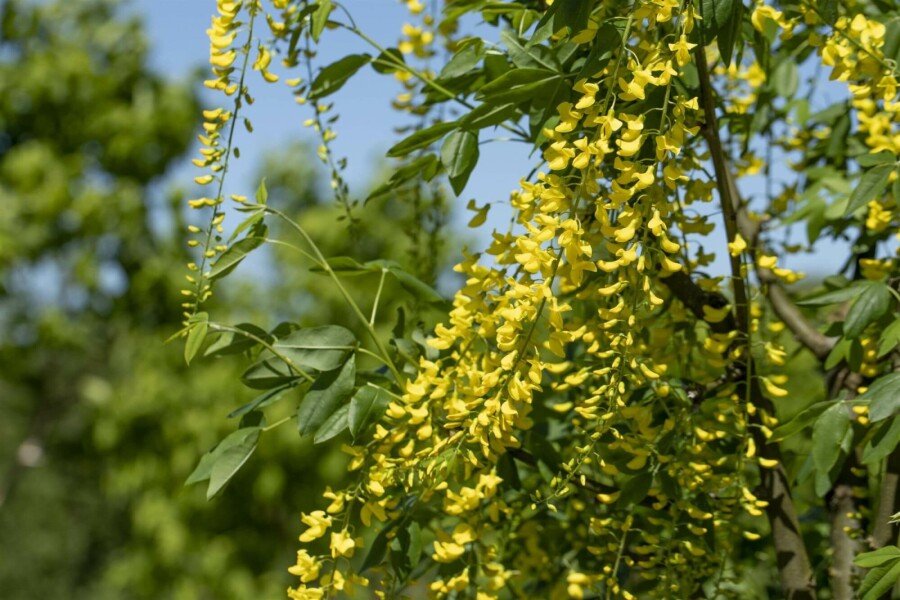 Gouden regen Laburnum watereri 'Vossii' Struik 100-125 Pot C12 Laburnum watereri 'Vossii' struik 100-125 cm