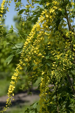 Gouden regen Laburnum watereri 'Vossii' Struik 100-125 Pot C12 Laburnum watereri 'Vossii' struik 100-125 cm