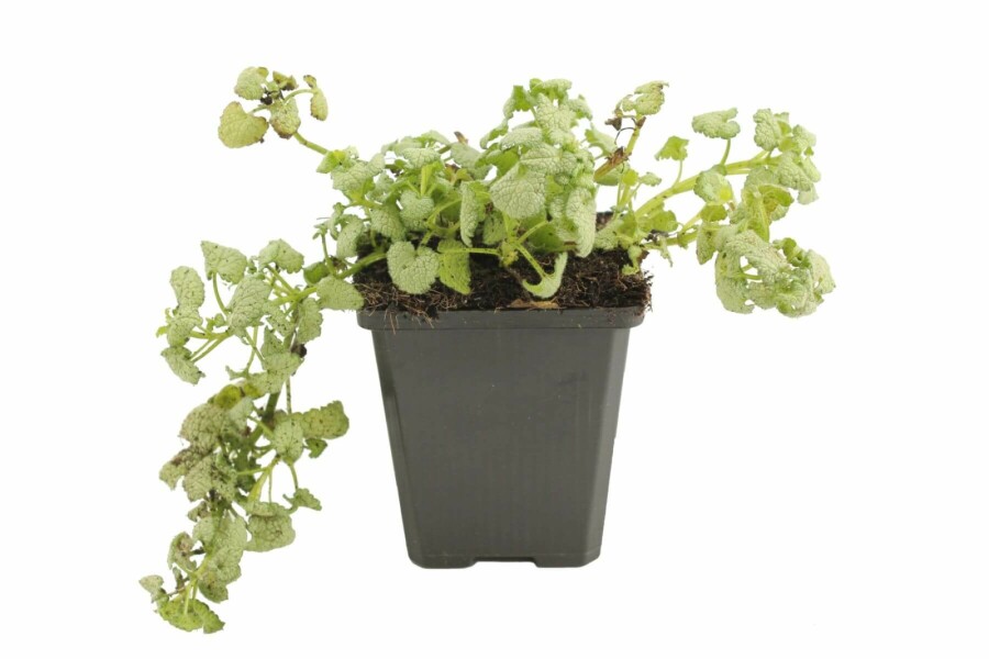 Dovenetel Lamium maculatum 'White Nancy' 5-10 Pot P9 Lamium maculatum 'White Nancy'