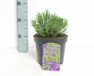 Lavendel Lavandula angustifolia 'Hidcote' 10-15 Pot C2