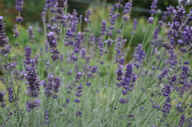 Lavendel Lavandula angustifolia 'Hidcote' 10-15 Pot C2