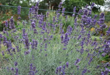 Lavendel Lavandula angustifolia 'Hidcote' 5-10 Pot P9