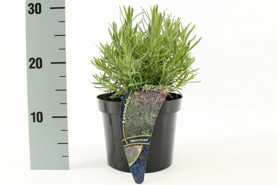 Lavendel Lavandula angustifolia 'Munstead' 10-15 Pot C2 Lavandula angustifolia 'Munstead'