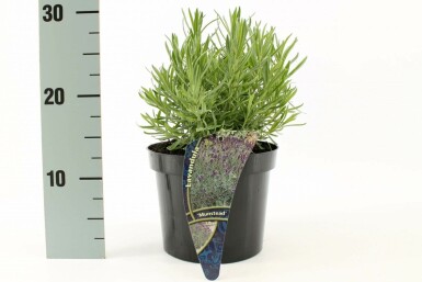 Lavendel Lavandula angustifolia 'Munstead' 10-15 Pot C2 Lavandula angustifolia 'Munstead'