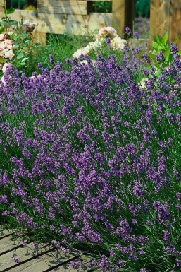 Lavendel Lavandula angustifolia 'Munstead' 5-10 Pot P9