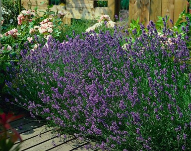 Lavendel Lavandula angustifolia 'Munstead' 5-10 Pot P9 Lavandula angustifolia 'Munstead'