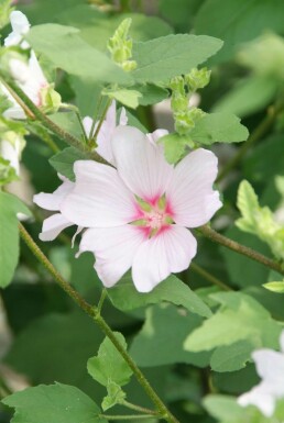 Struikmalva Lavatera 'Barnsley' 5-10 Pot P9 Lavatera 'Barnsley'