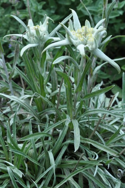 Alpen-edelweiss Leontopodium alpinum 5-10 Pot P9 Leontopodium alpinum