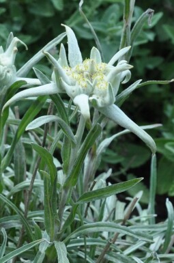 Alpen-edelweiss Leontopodium alpinum 5-10 Pot P9 Leontopodium alpinum