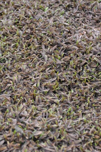 Koperknoopje Leptinella potentillina 'Platt’s Black' 5-10 Pot P9 Leptinella potentillina 'Platt’s Black'