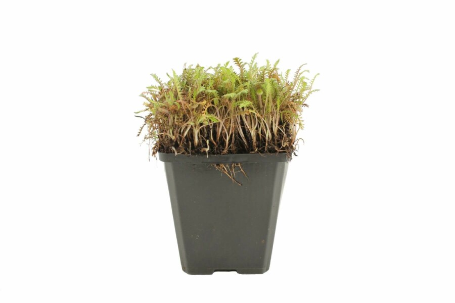 Koperknoopje Leptinella potentillina 'Platt’s Black' 5-10 Pot P9 Leptinella potentillina 'Platt’s Black'