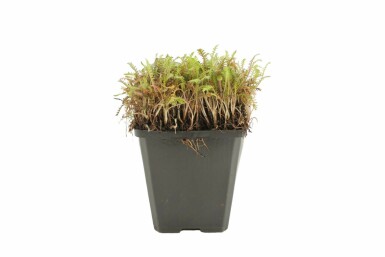 Leptinella potentillina 'Platt’s Black'