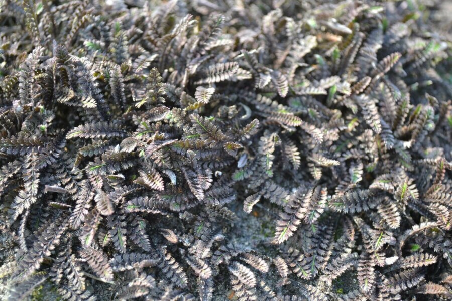 Koperknoopje Leptinella potentillina 'Platt’s Black' 5-10 Pot P9 Leptinella potentillina 'Platt’s Black'