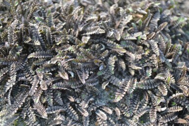 Koperknoopje Leptinella potentillina 'Platt’s Black' 5-10 Pot P9 Leptinella potentillina 'Platt’s Black'