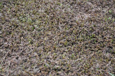 Koperknoopje Leptinella potentillina 'Platt’s Black' 5-10 Pot P9 Leptinella potentillina 'Platt’s Black'