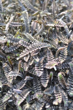 Leptinella potentillina 'Platt’s Black'