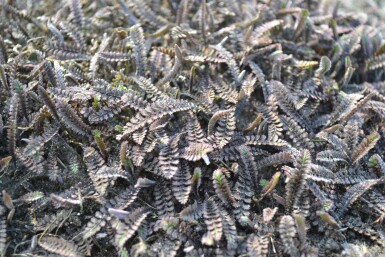 Koperknoopje Leptinella potentillina 'Platt’s Black' 5-10 Pot P9 Leptinella potentillina 'Platt’s Black'