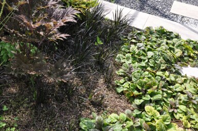 Koperknoopje Leptinella potentillina 'Platt’s Black' 5-10 Pot P9 Leptinella potentillina 'Platt’s Black'