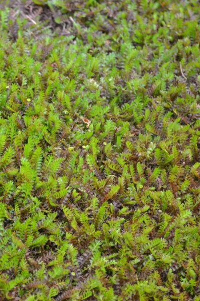 Koperknoopje Leptinella squalida 5-10 Pot P9 Leptinella squalida