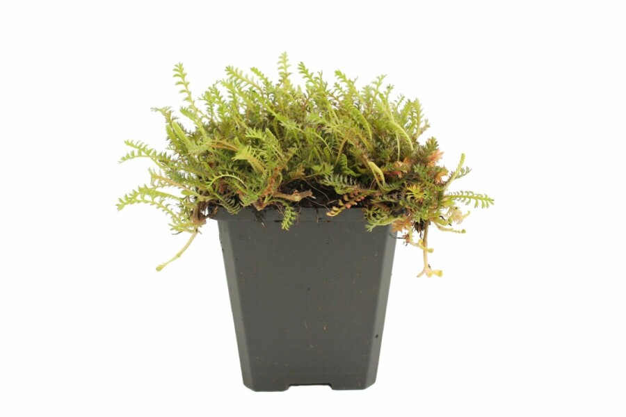 Koperknoopje Leptinella squalida 5-10 Pot P9 Leptinella squalida