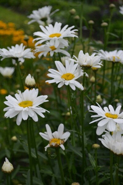 Margriet Leucanthemum (M) 'Alaska' 5-10 Pot P9 Leucanthemum (M) 'Alaska'