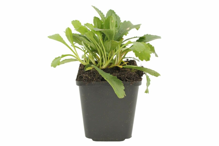 Margriet Leucanthemum (M) 'Alaska' 5-10 Pot P9 Leucanthemum (M) 'Alaska'