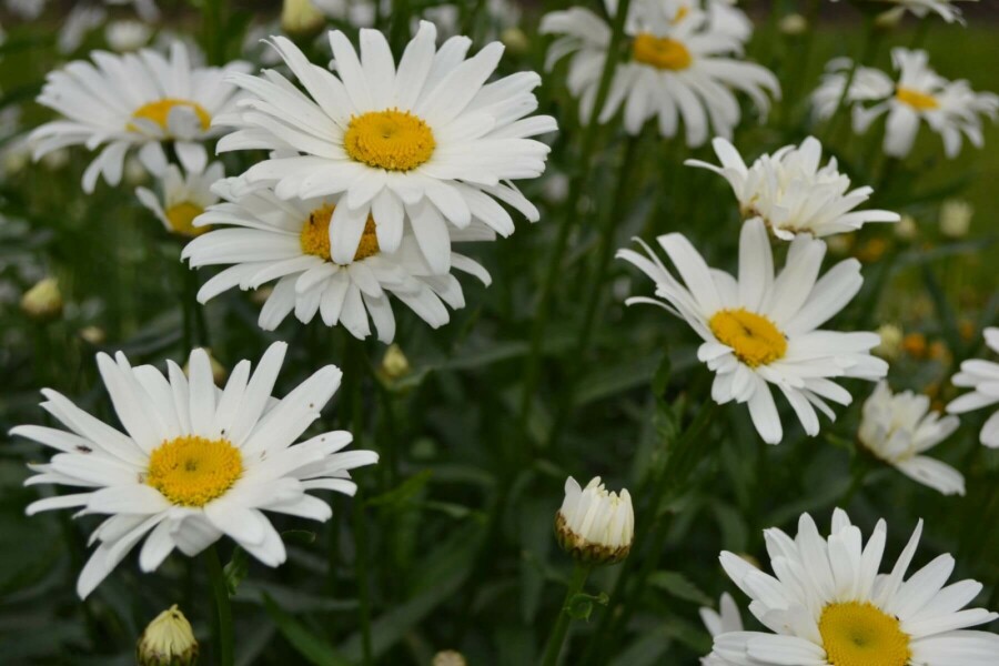Margriet Leucanthemum (M) 'Alaska' 5-10 Pot P9 Leucanthemum (M) 'Alaska'
