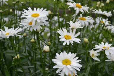 Margriet Leucanthemum (M) 'Alaska' 5-10 Pot P9 Leucanthemum (M) 'Alaska'