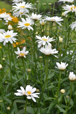 Margriet Leucanthemum (M) 'Alaska' 5-10 Pot P9 Leucanthemum (M) 'Alaska'