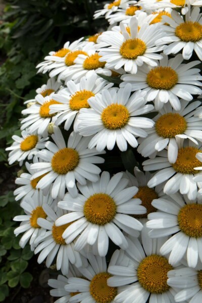 Margriet Leucanthemum (S) 'Snow Lady' 5-10 Pot P9 Leucanthemum (S) 'Snow Lady'