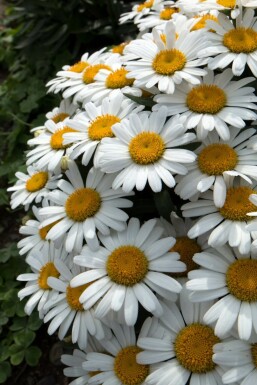 Leucanthemum (S) 'Snow Lady'