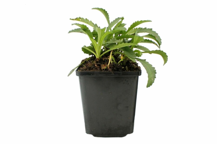 Margriet Leucanthemum (S) 'Snow Lady' 5-10 Pot P9 Leucanthemum (S) 'Snow Lady'